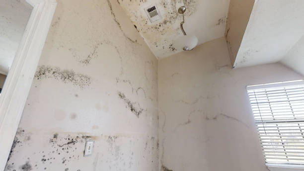 Best Industrial Mold Remediation  in South Gull Lake, MI