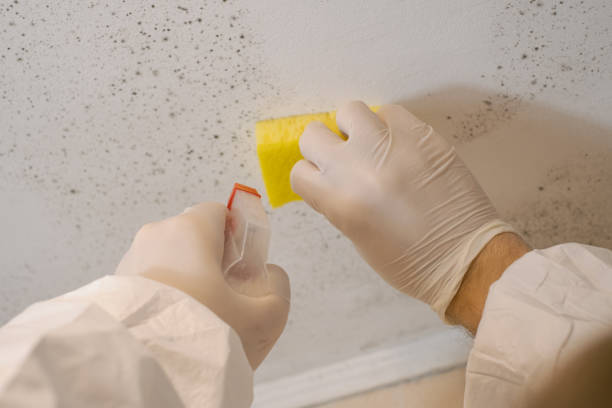 South Gull Lake, MI Mold Removal Company