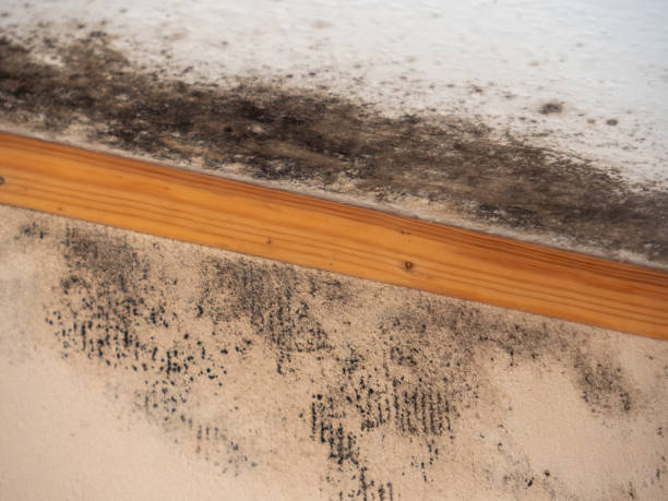 Best Water Damage & Mold Remediation  in South Gull Lake, MI