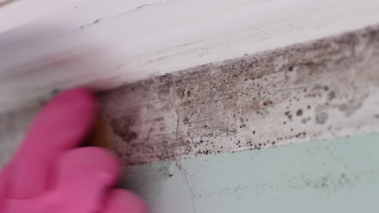Best Airborne Mold Testing  in South Gull Lake, MI